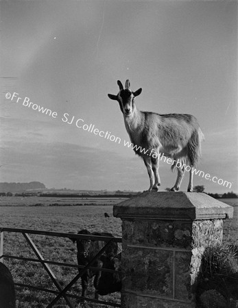 GOAT ON GATE-POST